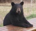 Animals/Insects  Picnic Bear